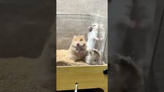 Trại bọ ú Bông #guineapig #bọú #chuộtlang #thỏ #thỏhàlanlun #ND #hamster #chuộthamster #hamsertangto