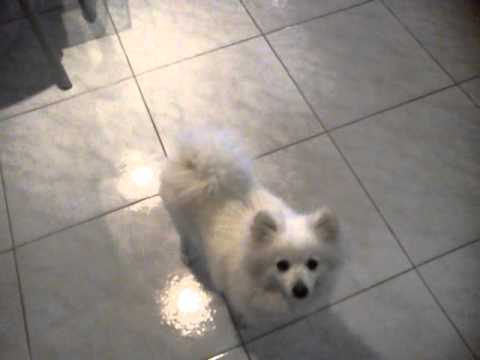 Japanese Spitz X Pomeranian Dog Tricks Particularly The Pirouette Youtube