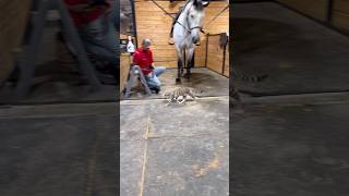 Tigger does a mean #moonwalk 🤣 #kittens #barn #cats #MJ #ranch #kennel #funnypets #cute