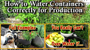 How to Water Containers in the Heat & Why Container Size Matters: You Can't Over Water Containers If