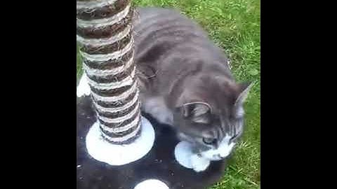 Fat cat Ruby loving catnip!