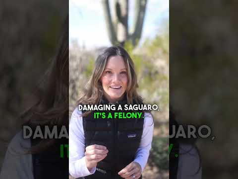 Βίντεο: Γίγαντας κάκτος Saguaro: φωτογραφία, περιβάλλον ανάπτυξης, ενδιαφέροντα γεγονότα