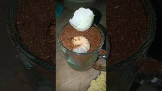 Look, the beetle larvae came out of the glass containing soil and egg shells #shorts