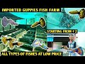 GUPPIES FISH FARM | STARTING FROM ₹2 FISHES AT BUDGET PRICE| EXOTIC FISH FARM|KARAN DUPLESSIS|PART-2