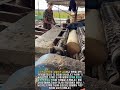 이 장비 하나로 휜 나무가 곧아진다?! 장인의 숨겨진 교정 기술 공개 #worker #process #woodworking #tools #amazing