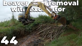 Beaver Dam Removal With Excavator No.44 - Two Beaver Dams