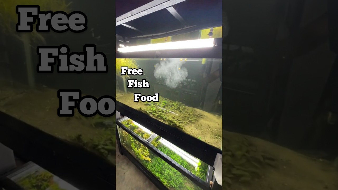 Tiniest Fish Food Growing in Aquarium #fishkeepinghobby #lrb #fishtank #fish