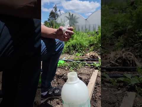 Repelente de hormigas con vinagre y bicarbonato
