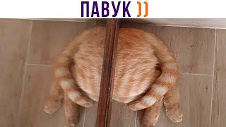 ПАВУК ))) Приколы с котами | Мемозг 1026