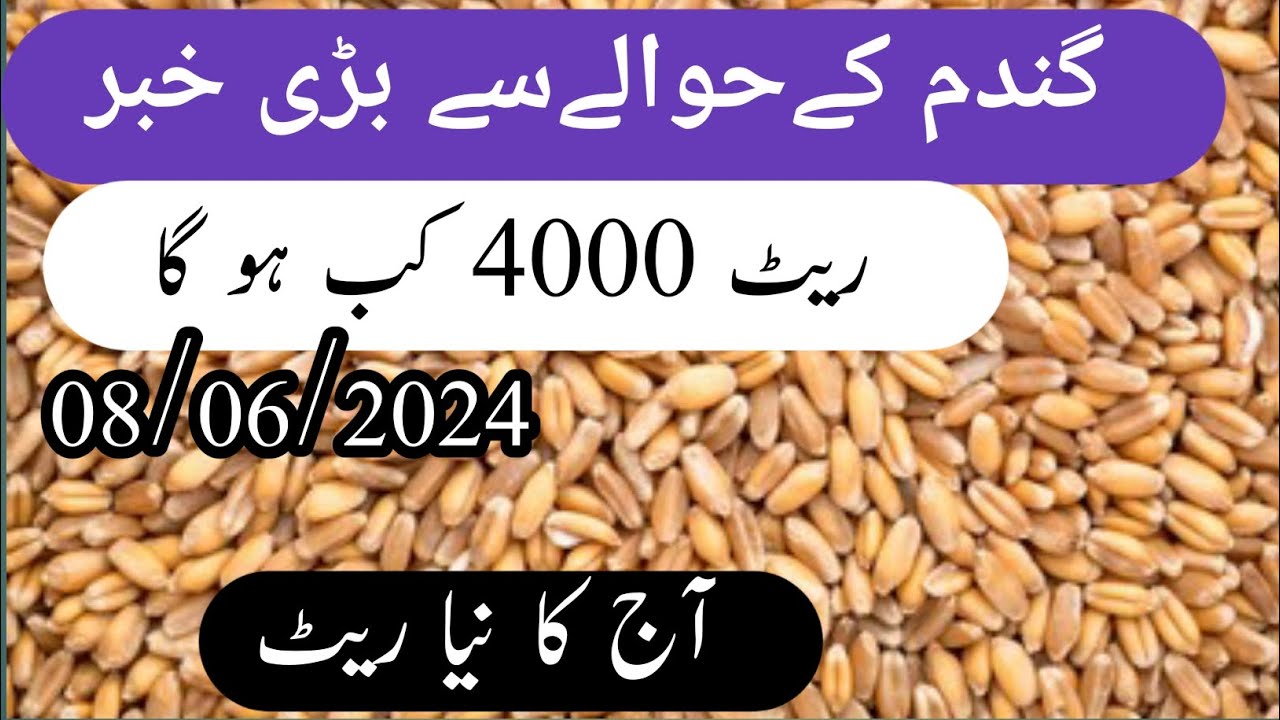 today wheat new price in pakistan || ghandum ka rate today 2024 - YouTube