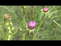 秋桜 フルート演奏