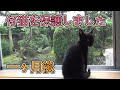 一人ぼっちだった仔猫『ロコ』と出会って一ヶ月の記録【仔猫・保護猫】