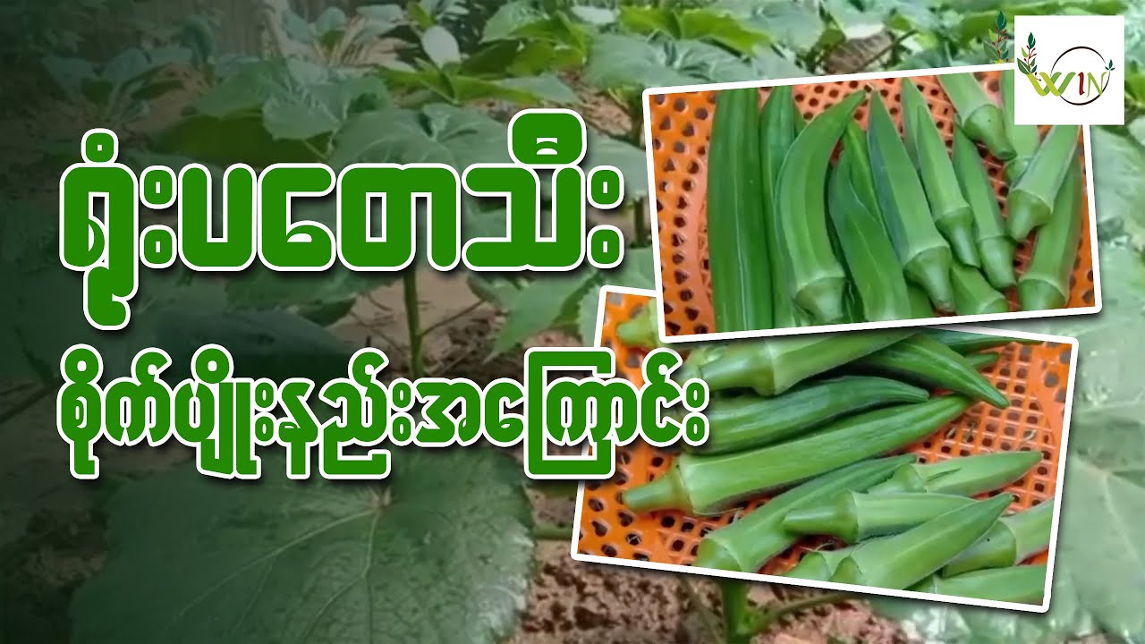 ရုံးပတေသီး စိုက်ပျိုးနည်း အကြောင်း