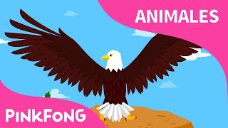 Águila Calva Poderosa | Águila | Animales | PINKFONG Canciones Infantiles -  YouTube