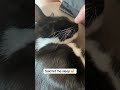 #catshorts #cat #catlover #catvideos #catvideo #kitten #kitty #pets #love #kittens #cute #cats #luv