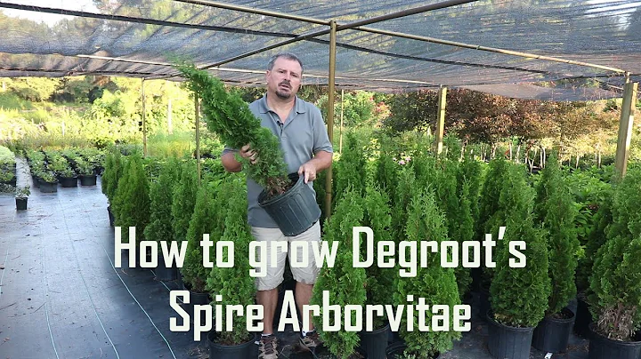 How to grow Degroot's Spire Arborvitae with planti...