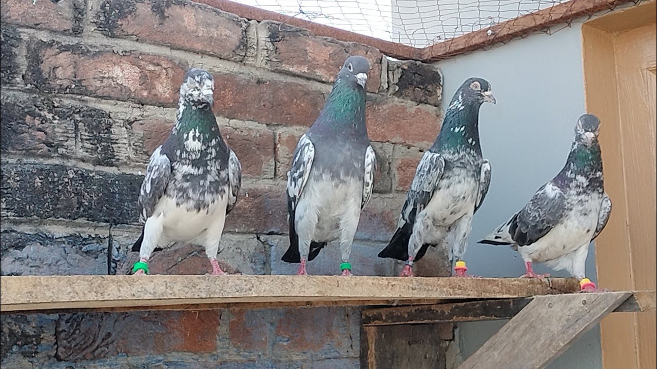 پرانی نسلوں کے جوڑے ہوں میں سے کچھ جوڑے اپنے لیے رکھے شوق کریں کیسے ہیں 03435073582