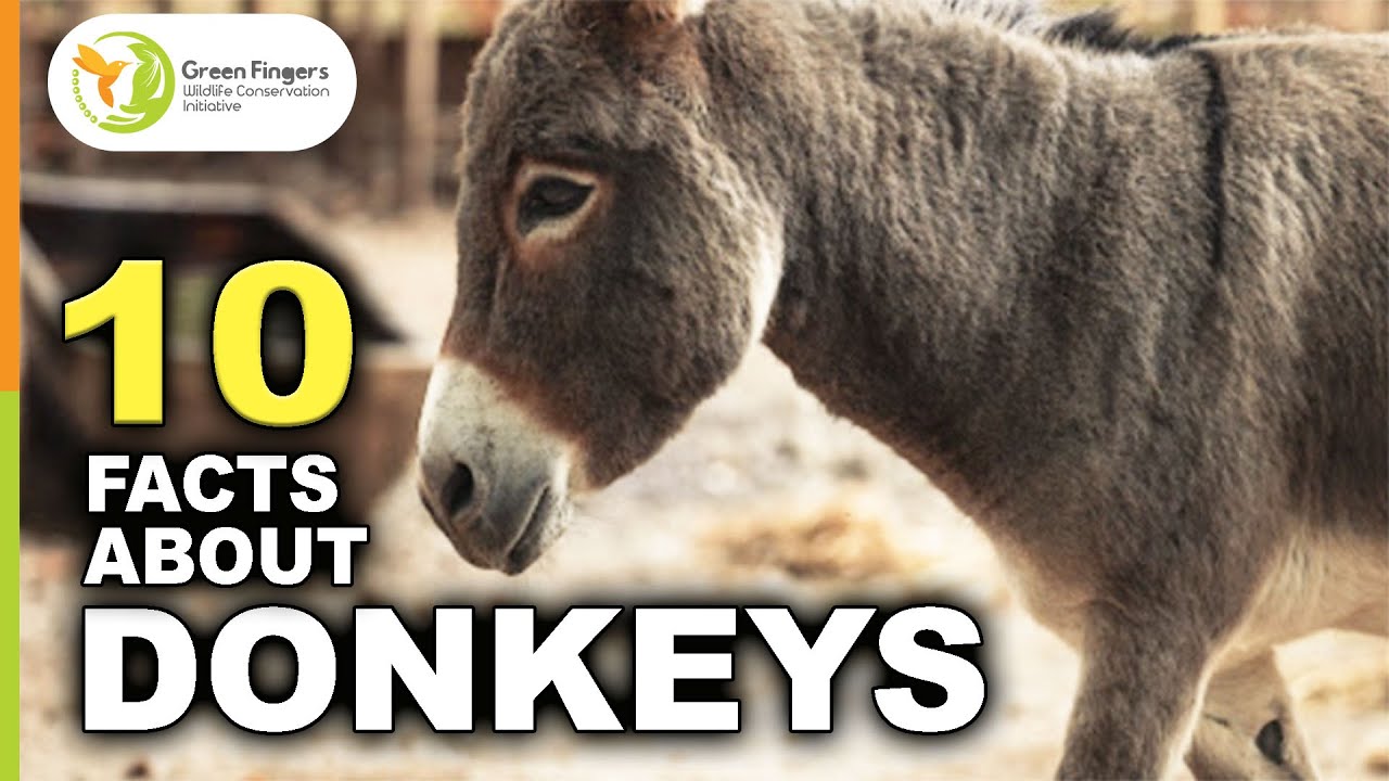 10 Facts About Donkeys - YouTube