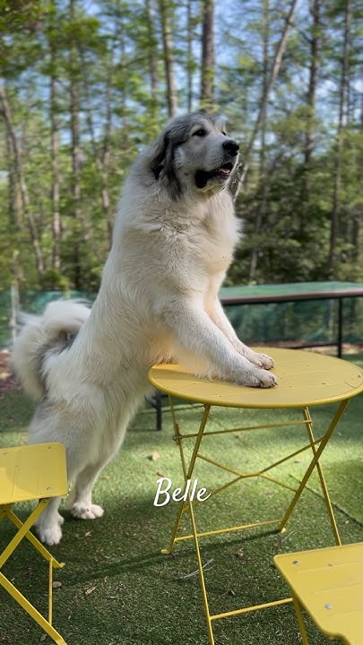 Belle ベル greatpyrenees todaysrunrun グレートピレニーズ 今日のルンルン YouTube
