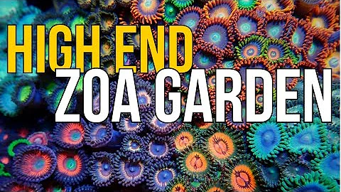 Creating an AMAZING Zoa Garden in the Nano Reef Tank