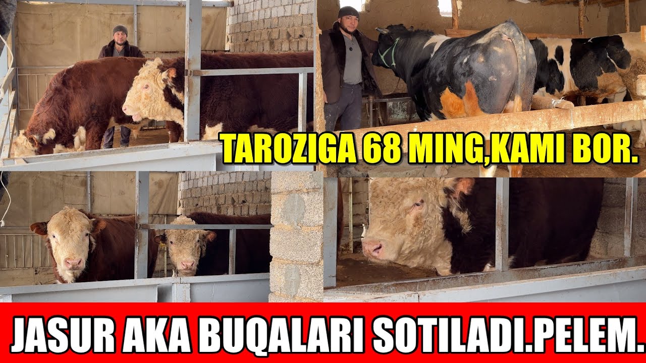 JASUR AKA BUQALARI TAROZIGA HAM SOTILADI.