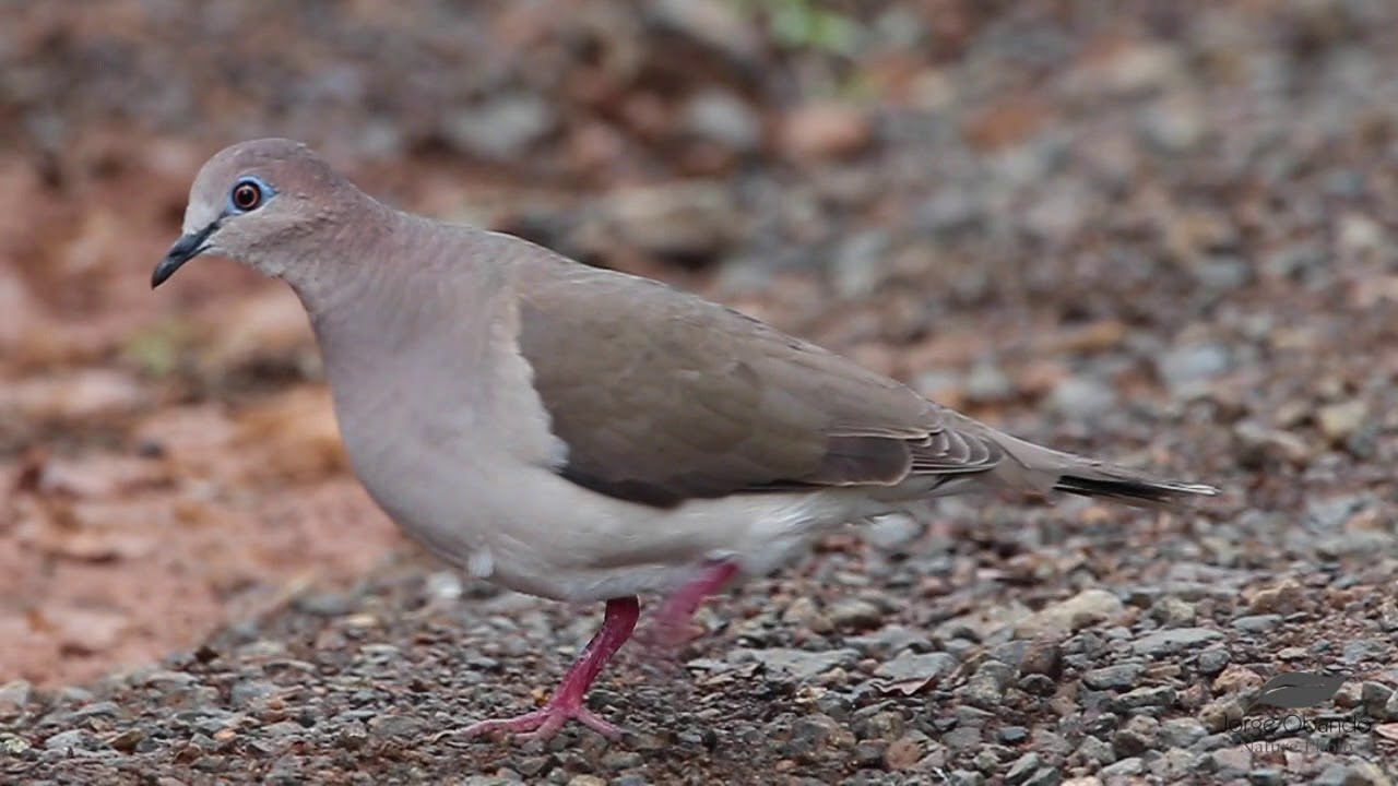 Whitetipped Dove YouTube