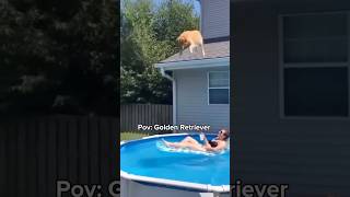 Golden Retriever Moments That Made My Day 😂🐶 #shorts #goldenretreivers #cute #funny #fyp