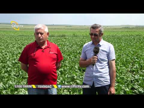 Video: Ampullerden pancar nasıl yetiştirilir?