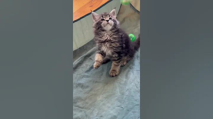 Watch the video about Una - Brown Classic female Maine Coon for sale #mainecoonkittensforsale #mainecoonforsale