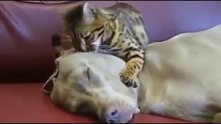 Слушай мой голос...Ты любишь кошек...Ты никогда не будешь гонять больше кошек...Кошки - твои друзья Слушай мой голос...Ты любишь кошек...Ты никогда не будешь гонять больше кошек...Кошки - твои друзья