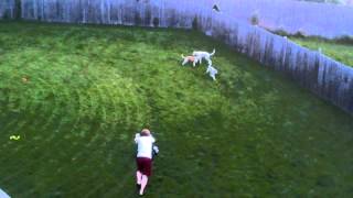 Running hounds by Erin Rhodes 104 views 10 years ago 52 seconds