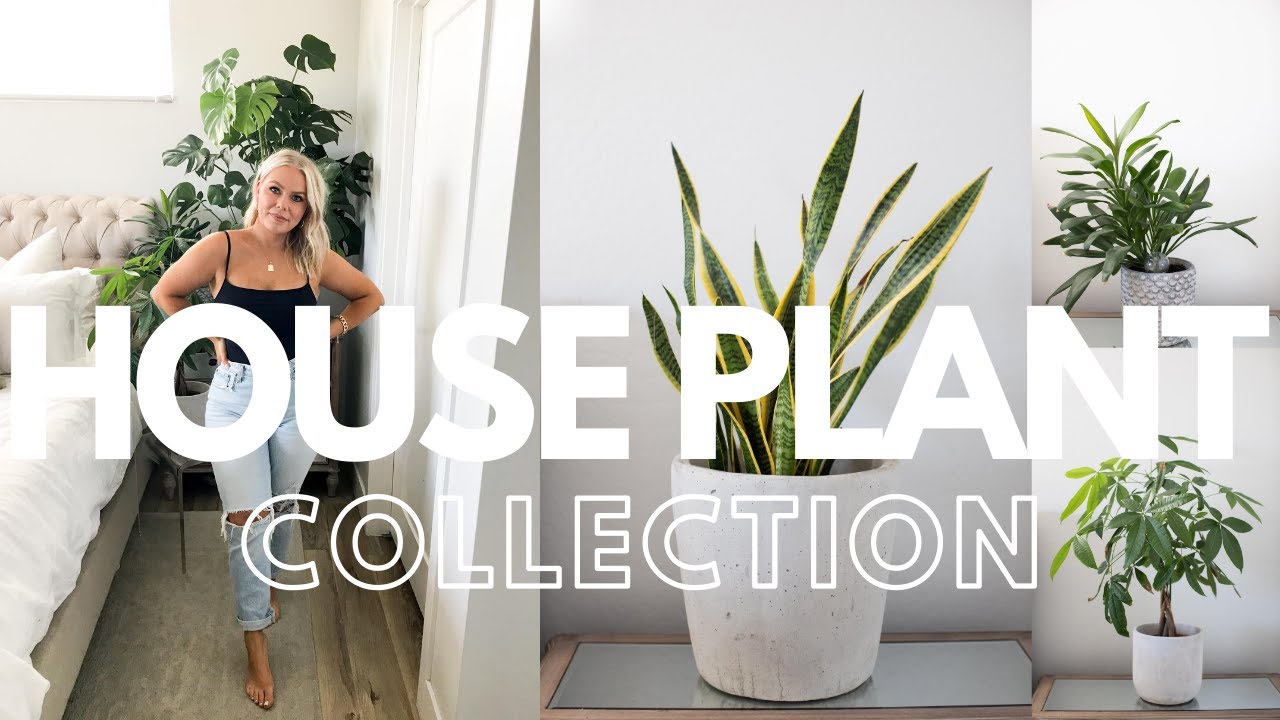 INDOOR PLANT COLLECTION | Best Indoor Plants | House Plants 2020