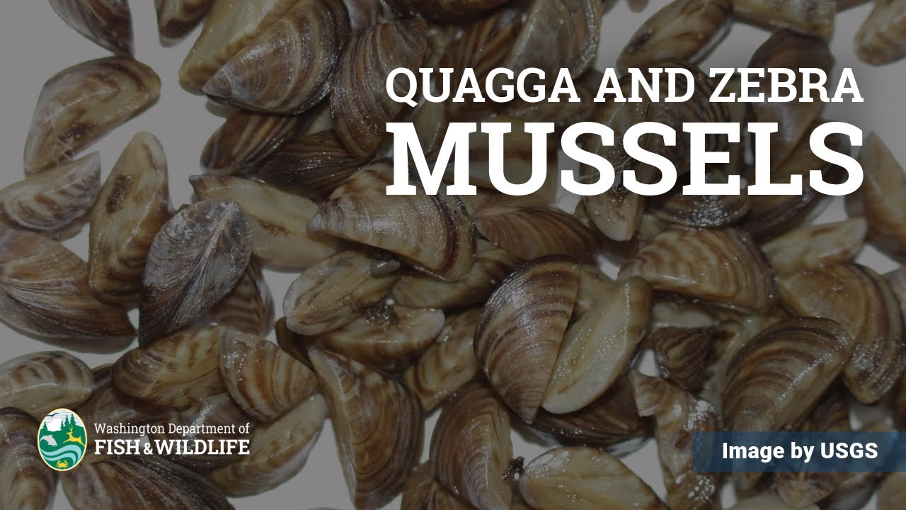 Quagga & Zebra Mussels - What are they and where did they come from ...