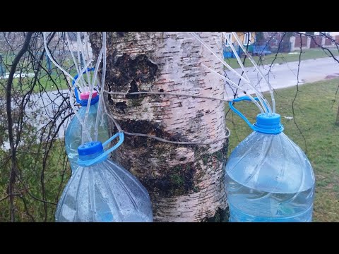 Как собрать березовый сок в любую погоду,2 рецепта кваса👍🥃