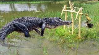 Believe This video? Amazing Man using Crocodile Trap To Make Big Crocodile Trap Work 100%