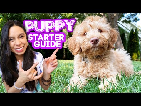 Video: Wanneer beginnen puppy's zich te gedragen?
