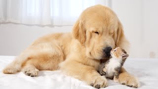Golden Retriever is Baby Kitten First Best Friend Resimi