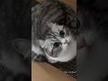 Funny cats videos 🤣 #cat #trending #shorts