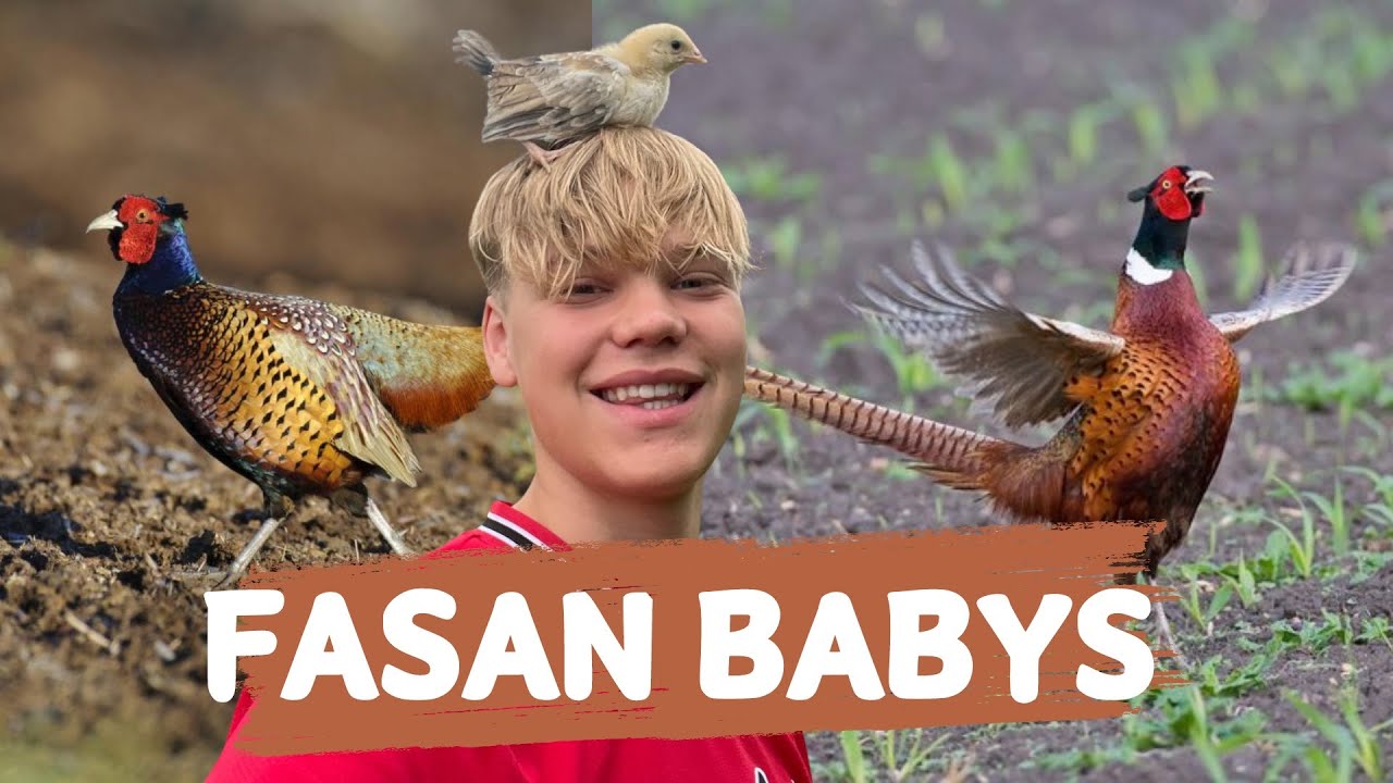 ICH habe mir FASANE GEKAUFT!