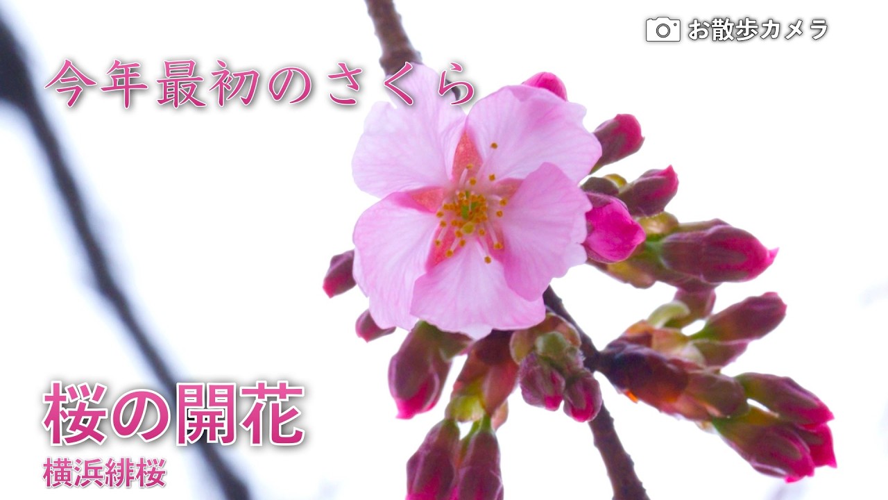 さくら 　一つ咲いた　2026.3.10