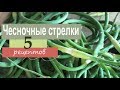 Чесночные стрелки. 5 рецептов приготовления: заготовки на зиму, гарнир, масло, с яйцом