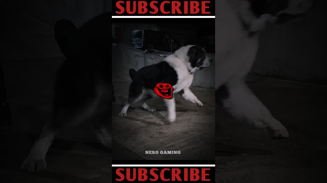 biggest bogs ☠️🤯                    