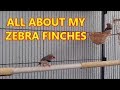 ZEBRA FINCHES AS PETS