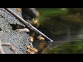 【自然音】水辺のミツバチ / Nature Sounds - Honeybees on the shallow water