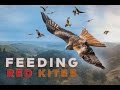 Feeding Red Kites in Wales | Bwlch Nant Yr Arian | GoPro 1080p