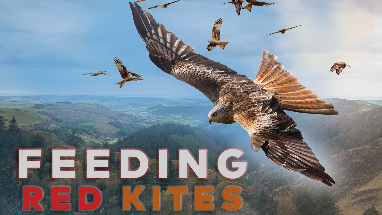 kites mmovie 1080p dpwnload kites mmovie 1080p dpwnload