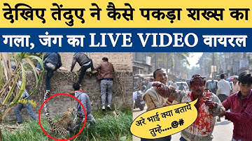 Leopard attacks officers during rescue operation in Haryana’s Panipat