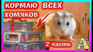 УТРО МОИХ ПИТОМЦЕВ / ПРОДОЛЖАЮ КОРМИТЬ ВСЕХ ХОМЯКОВ / РАСПАКОВКА / 2 часть / Alisa Easy Pets