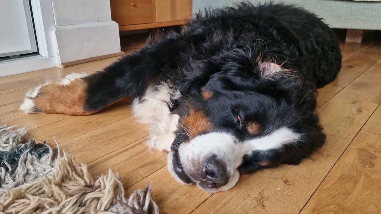 How my Bernese Mountain Dog Spends his Afternoons