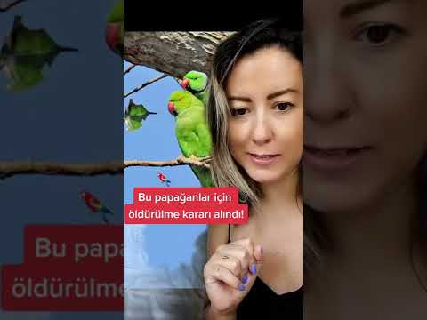 Video: Lineolated Parakeet